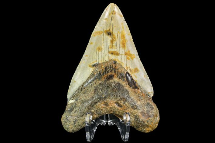 Fossil Megalodon Tooth - North Carolina #109853